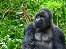 gorilla nella foresta pluviale