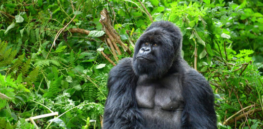gorilla nella foresta pluviale