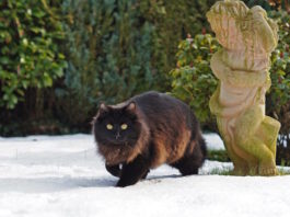 habitat del gatto