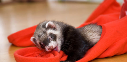 il furetto può essere colpito dalla filaria