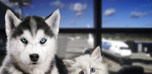 in aereo con cane o gatto