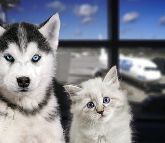 in aereo con cane o gatto