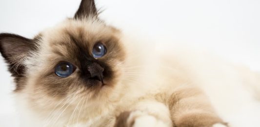 infiammazione intestinale felina