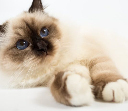 infiammazione intestinale felina