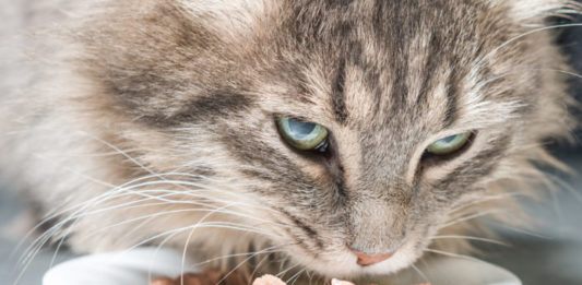 invecchiamento nel gatto