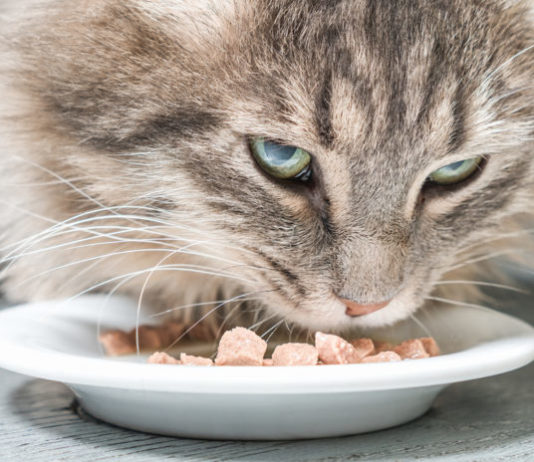 invecchiamento nel gatto