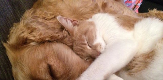 la medicina comportamentale