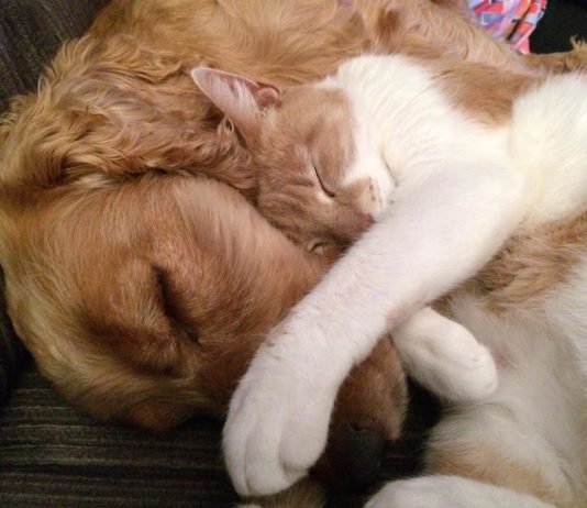 la medicina comportamentale