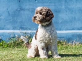 È morto Corry, il lagotto sopravvissuto ai maltrattamenti dei suoi padroni lagotto