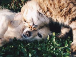 le parassitosi del cane e del gatto