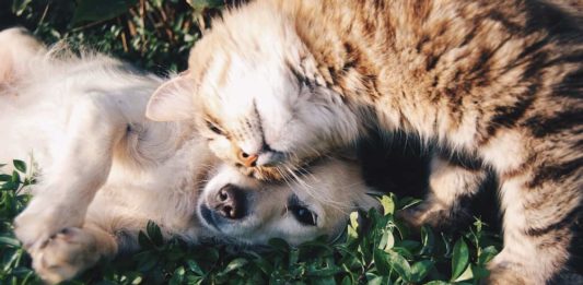 le parassitosi del cane e del gatto