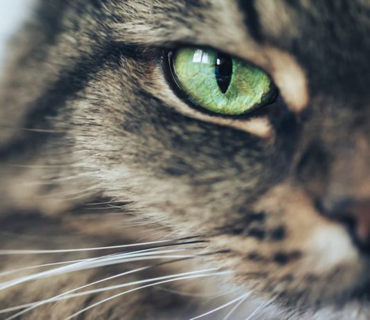 malattie trasmissibili nel gatto