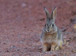 Cos’è la mixomatosi e come si trasmette? Come comportarsi mixomatosi