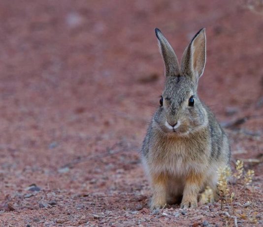 Cos’è la mixomatosi e come si trasmette? Come comportarsi mixomatosi