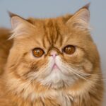 muso-gatto-brachicefalo