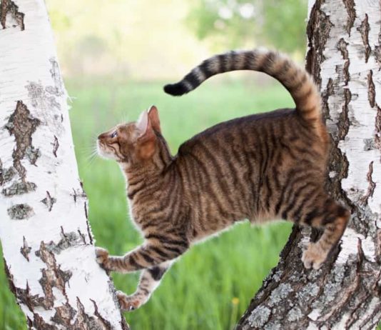 Citauxzoonosi, Leishmaniosi e Parassitosi da Nematodi parassitosi