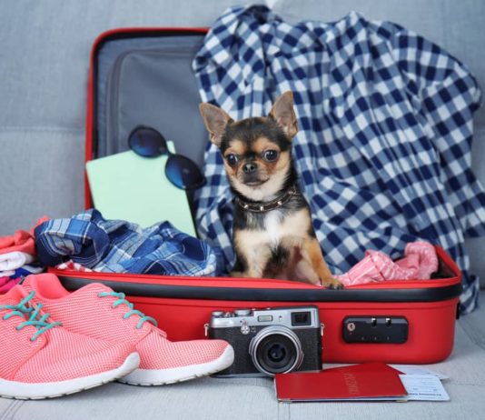 passaporto europeo per animali