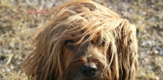 pelo del cane