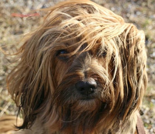 pelo del cane