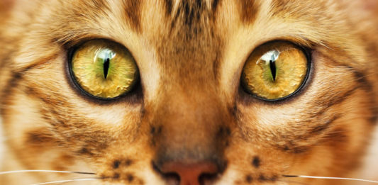 pelo del gatto