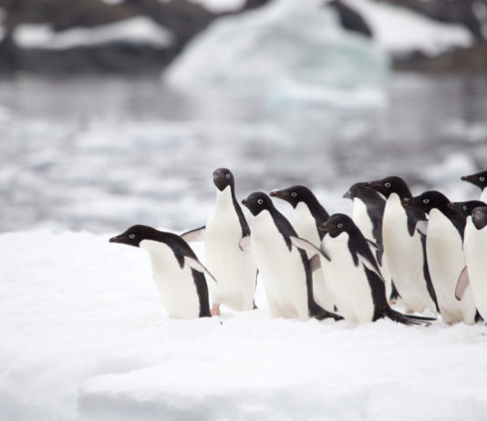Scoperta maxi colonia di pinguino Adelia in Antartide pinguino adelia