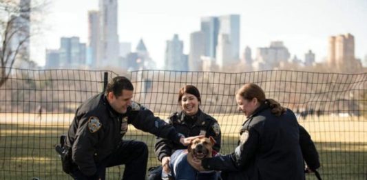 polizia di new york salva un cane