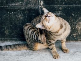 prurito nel gatto