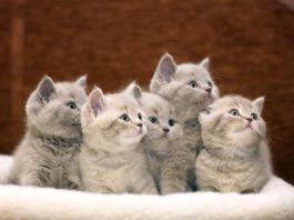 quando un gatto è definito di razza