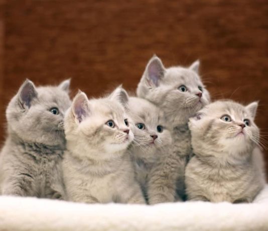 quando un gatto è definito di razza