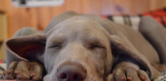 quanto dorme un cane