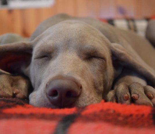 quanto dorme un cane