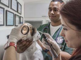 ricetta veterinaria elettronica