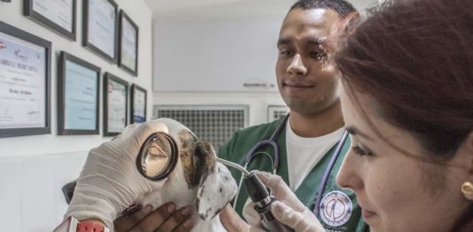 ricetta veterinaria elettronica
