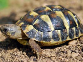 rischi legati al letargo delle tartarughe