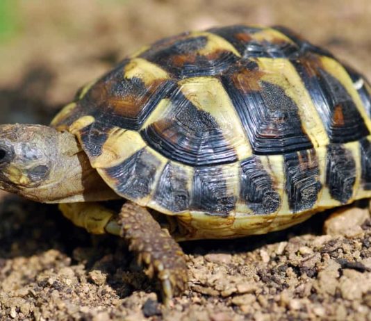 rischi legati al letargo delle tartarughe