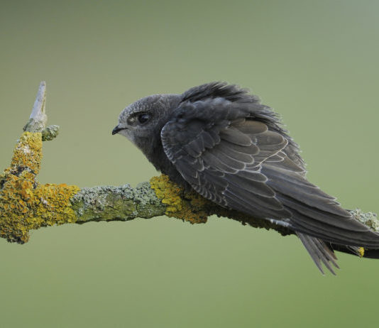 Il rondone, un uccello insettivoro molto particolare che vive in città rondone