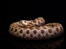 serpente muso di porco