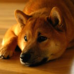 shiba inu