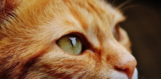 sterilità e infertilità nel gatto