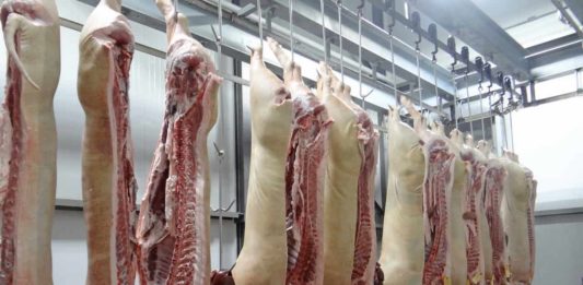 telecamere nei macelli