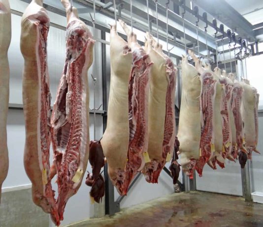 telecamere nei macelli