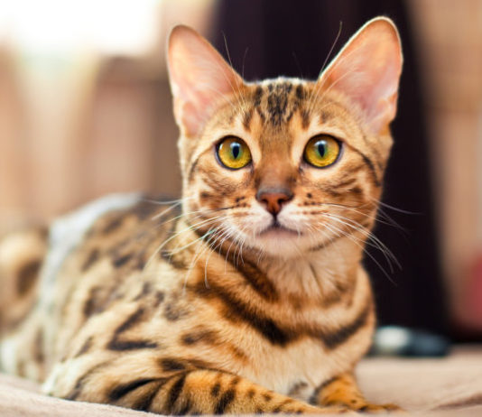 tipologie di mantello tabby nel gatto
