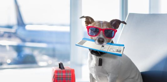 trasporto degli animali