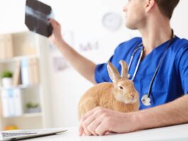 Vaccinazioni necessarie nel coniglio: quali per proteggerlo? vaccinazioni-necessarie-nel-coniglio