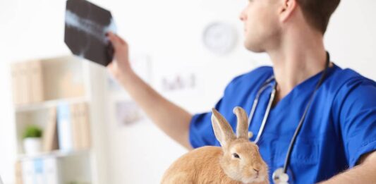 vaccinazioni-necessarie-nel-coniglio