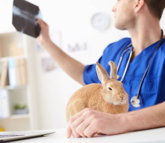 vaccinazioni-necessarie-nel-coniglio