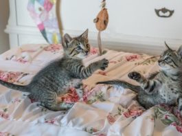 vita domestica del gatto