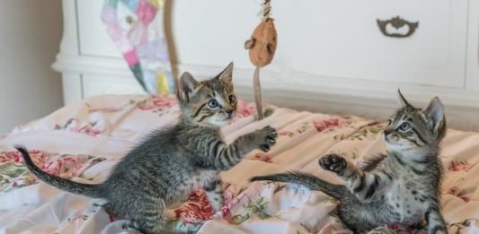 Strutturazione di un territorio adatto alla vita domestica del gatto vita domestica del gatto