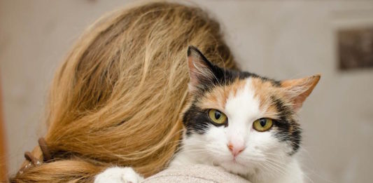 zoonosi del gatto