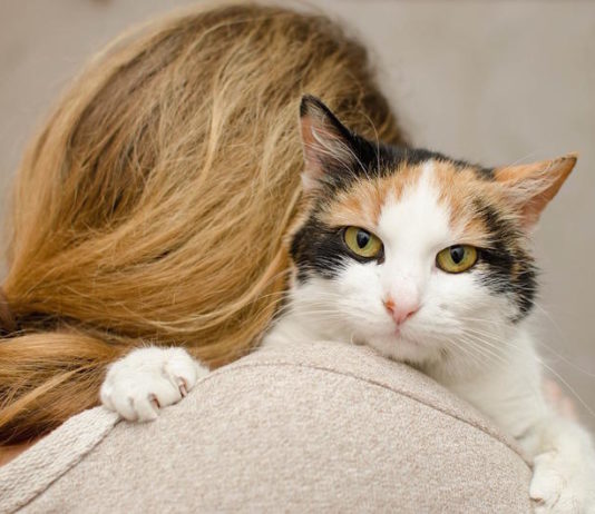 zoonosi del gatto